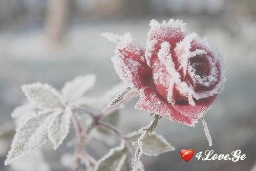 ლიზა ჯაფარიძე (ნაწილი 18)