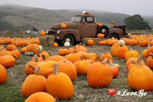 შემოდგომისფერი ბედნიერება