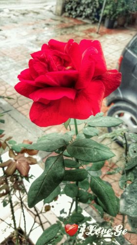 შემოდგომის რომანტიკა