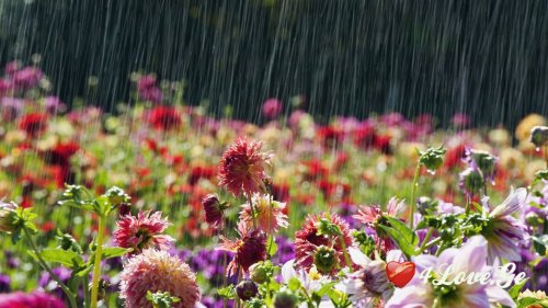 Rain Of Native Girl