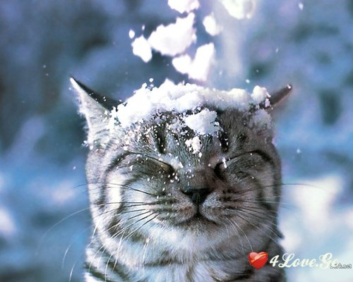 Snow and New Year