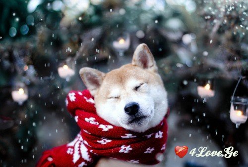 New year is coming,stay with me!