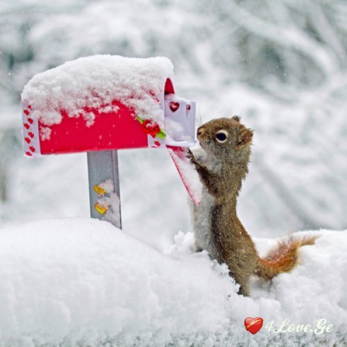 Snow and New Year