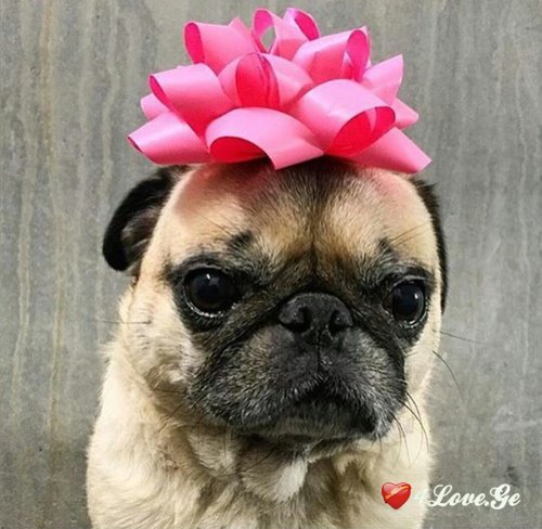 Be my valentine