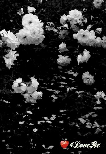 Dark Desire