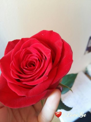 მალე დაგიგემოვნებ მარწყვის ტუჩებს (2)