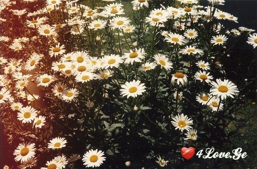 ყვითელგულა!