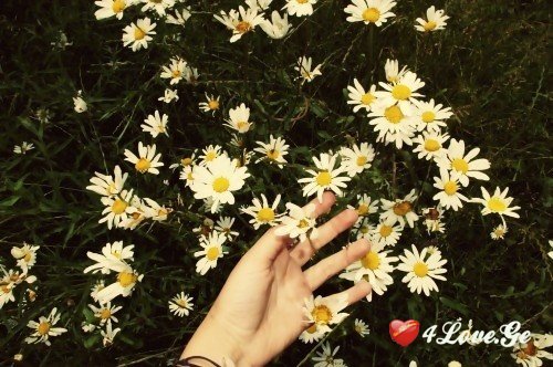 ყვითელგულა!