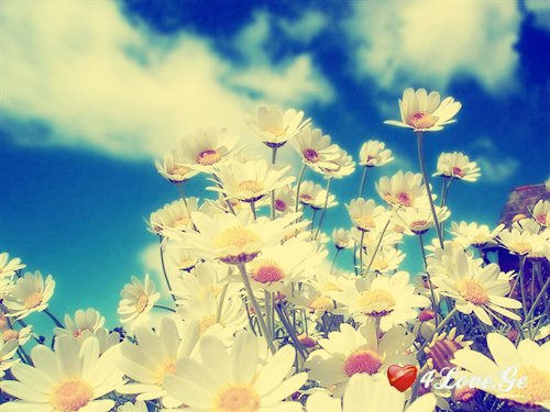 ყვითელგულა!