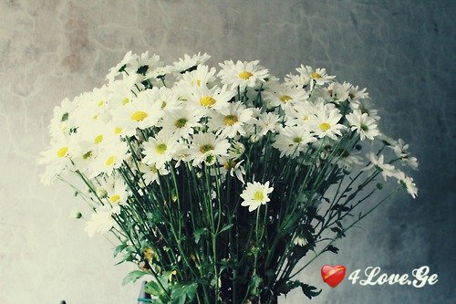 ყვითელგულა!