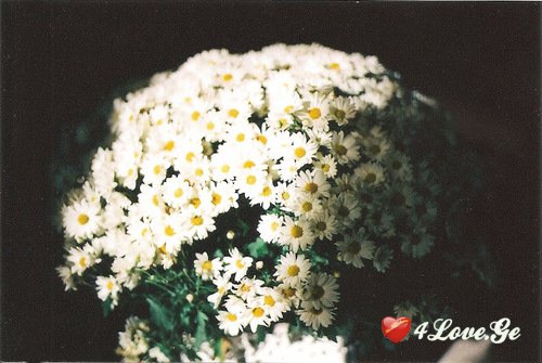 ყვითელგულა!