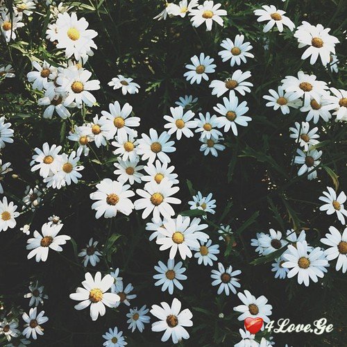 ყვითელგულა!