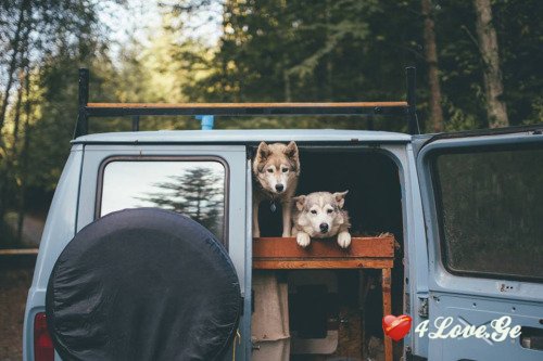 Into The Wild