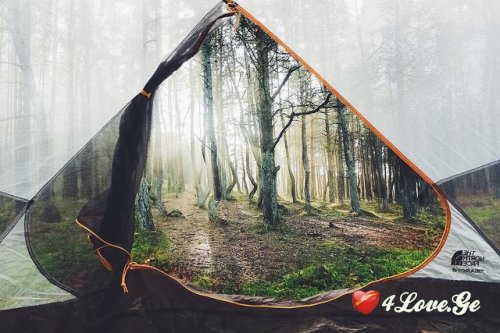 Into The Wild