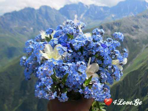 სიცოცხლე(ყვავილები)