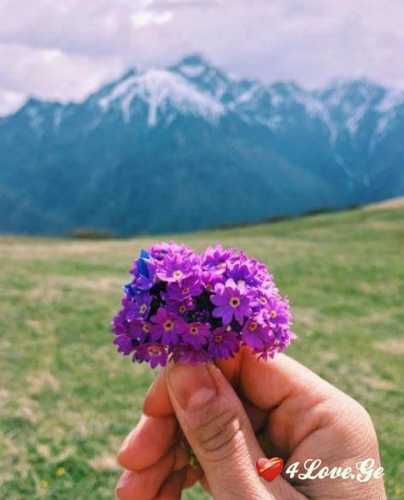 სიცოცხლე(ყვავილები)