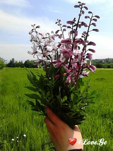სიცოცხლე(ყვავილები)
