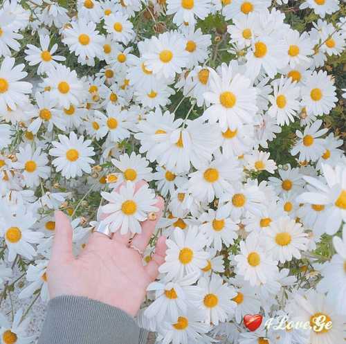 გ'ვირილები