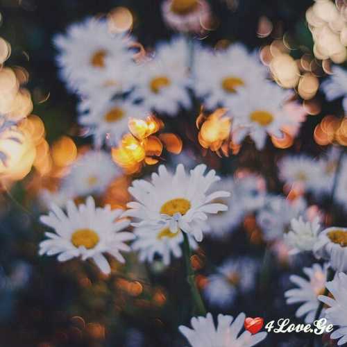 გ'ვირილები