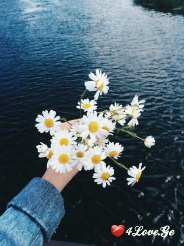 გ'ვირილები