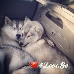 ცისფერი  (დასასრული)