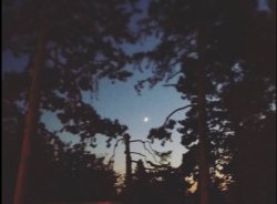ბნელი ტყე (სრულად)