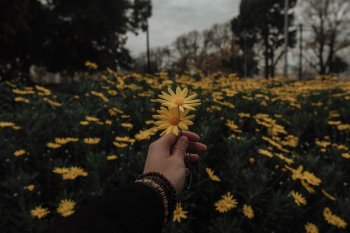 ფერები. თავი1