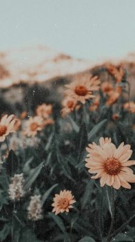 მეგობრობა