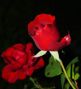 ,,სევდიანი სიხარული”